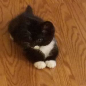 Meet your Posher, Bonnie